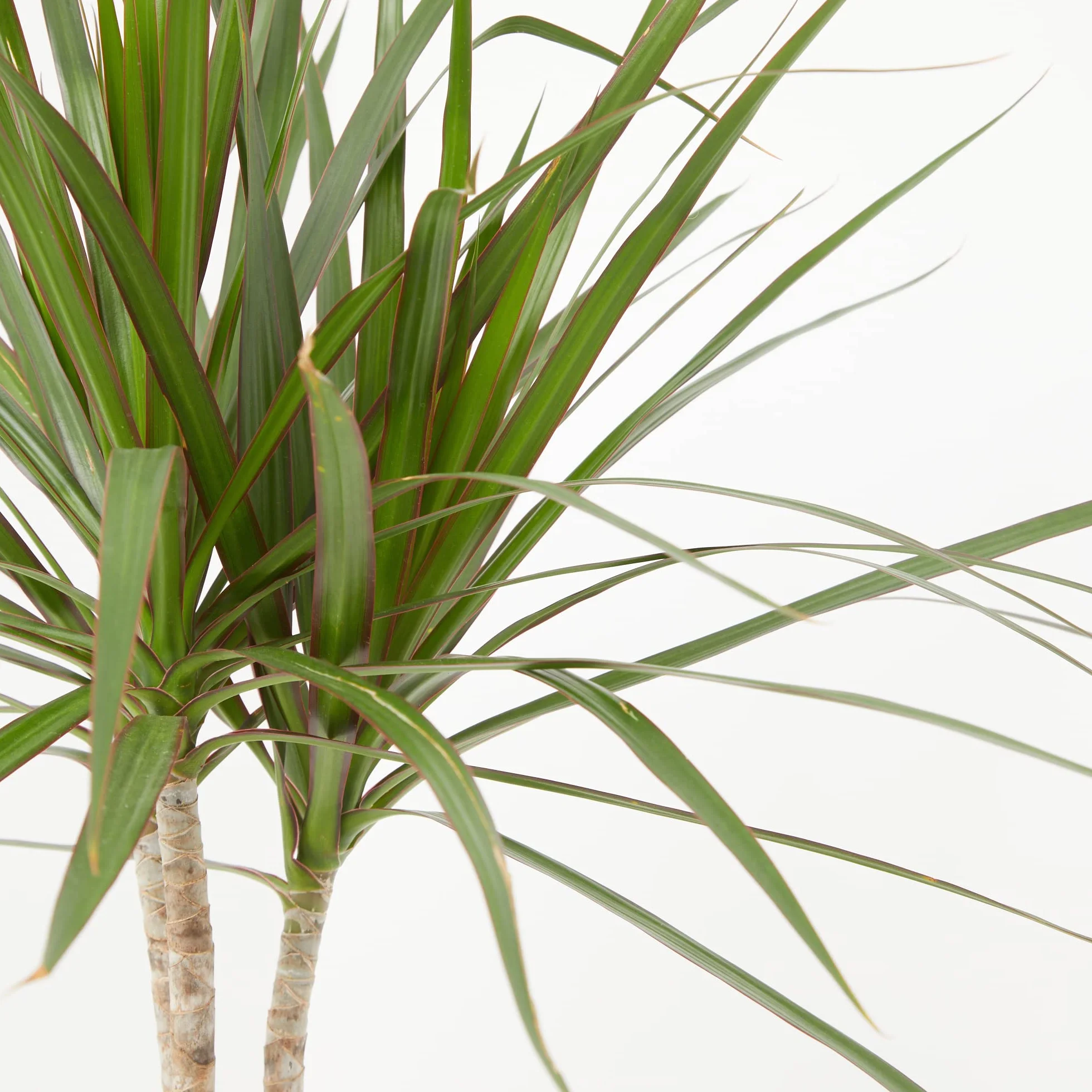 Verdecora Dracena Marginata | Dracaena Marginata | Planta natural de interior | Gran adaptación a interiores y fácil de cuidar (Maceta Ø11cm)