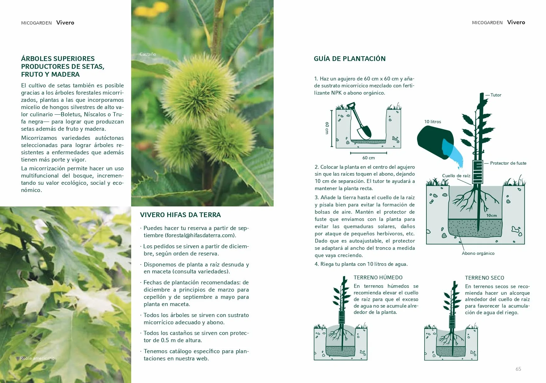 HIFAS- Árbol Frutal castaño. Pack de 4 árboles. Produce castañas grandes y setas (Boletus edulis). Altura 1-1,20m. Macetas de 3,5 litros. Variedad Bouche de betizac, injertado sobre castaño híbrido.