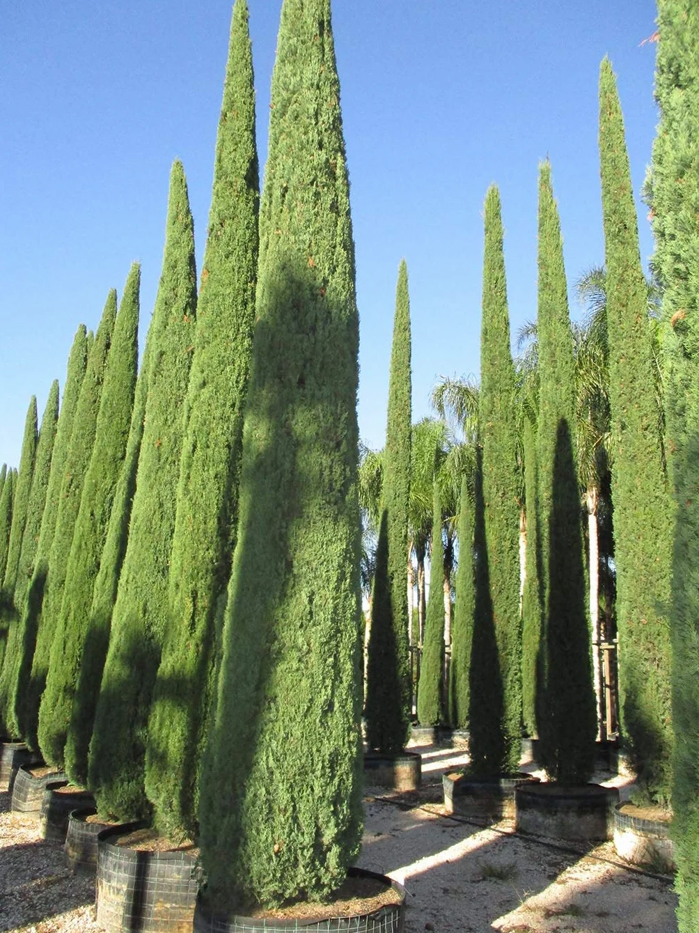 100 Semillas Ciprés Mediterráneo (Cupressus Sempervirens Pyramidalis) Verde