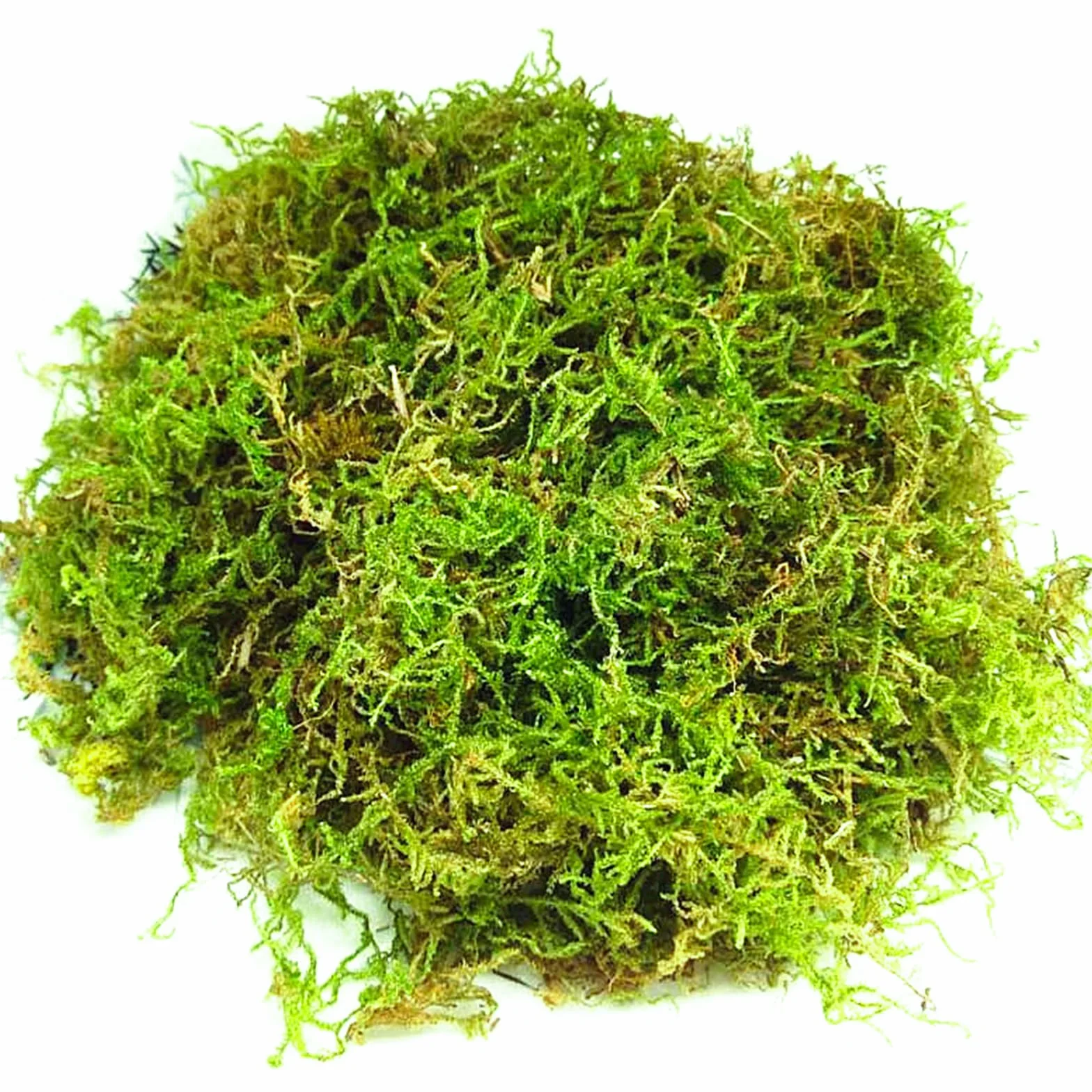 Musgo Natural Seco 200g | Musgo Sphagnum para Plantas, Orquídeas y Terrarios | Sustrato Natural para Bonsáis, Reptiles y Decoración de Jardín