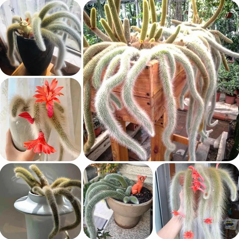 Semillas de Hildewintera colademononis, balcón con cama elevada, interior de cola de mono, para jardin 40pcs