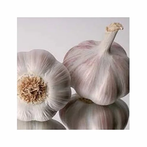 Ajo de siembra seleccionado morado 500gr, listos para usar