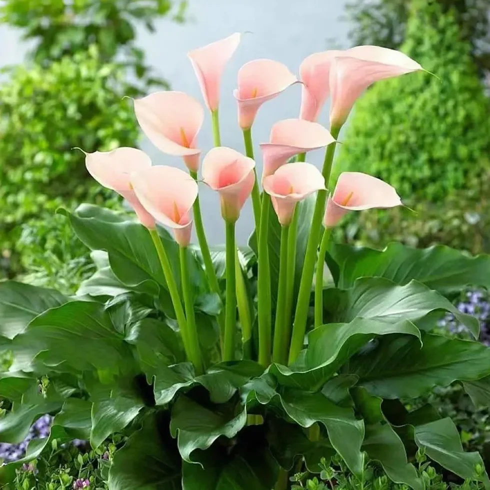 Bulbos de lirio de cala - resistentes jardín exóticas cubierta 3pcs