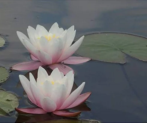 Portal Cool Carnea Lirio de Agua de Lirios Lillies Plantas acuáticas Koi Pond Plantas