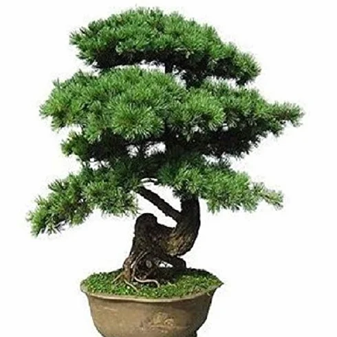 50 Semillas de Pino Negro Japones (pinus Thunbergii)