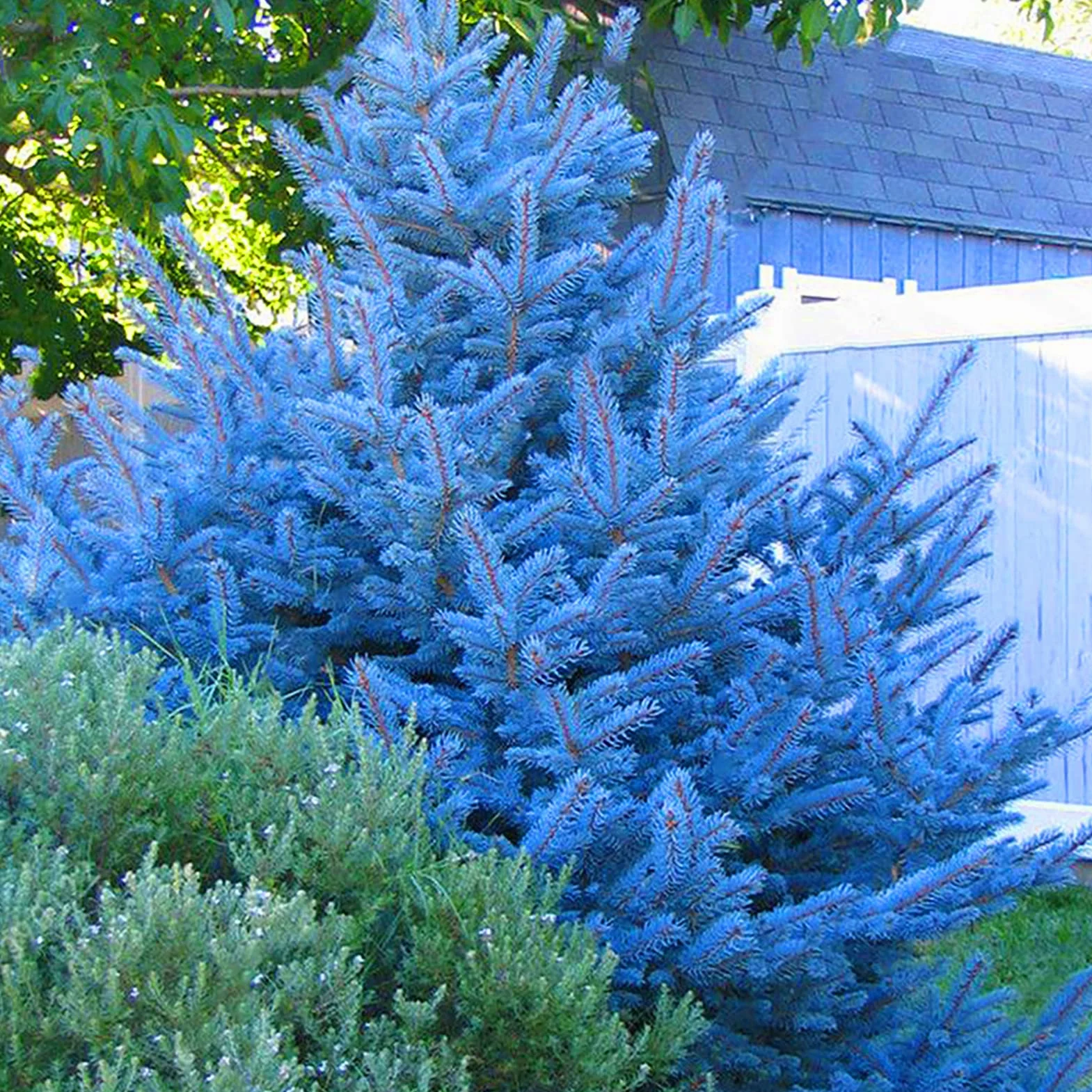 150 unids/bolsa Semillas de abeto azul, Picea Pungens Semillas Prolífico Crecimiento rápido Bonsai Jardín Semillas de abeto azul para el patio Azul