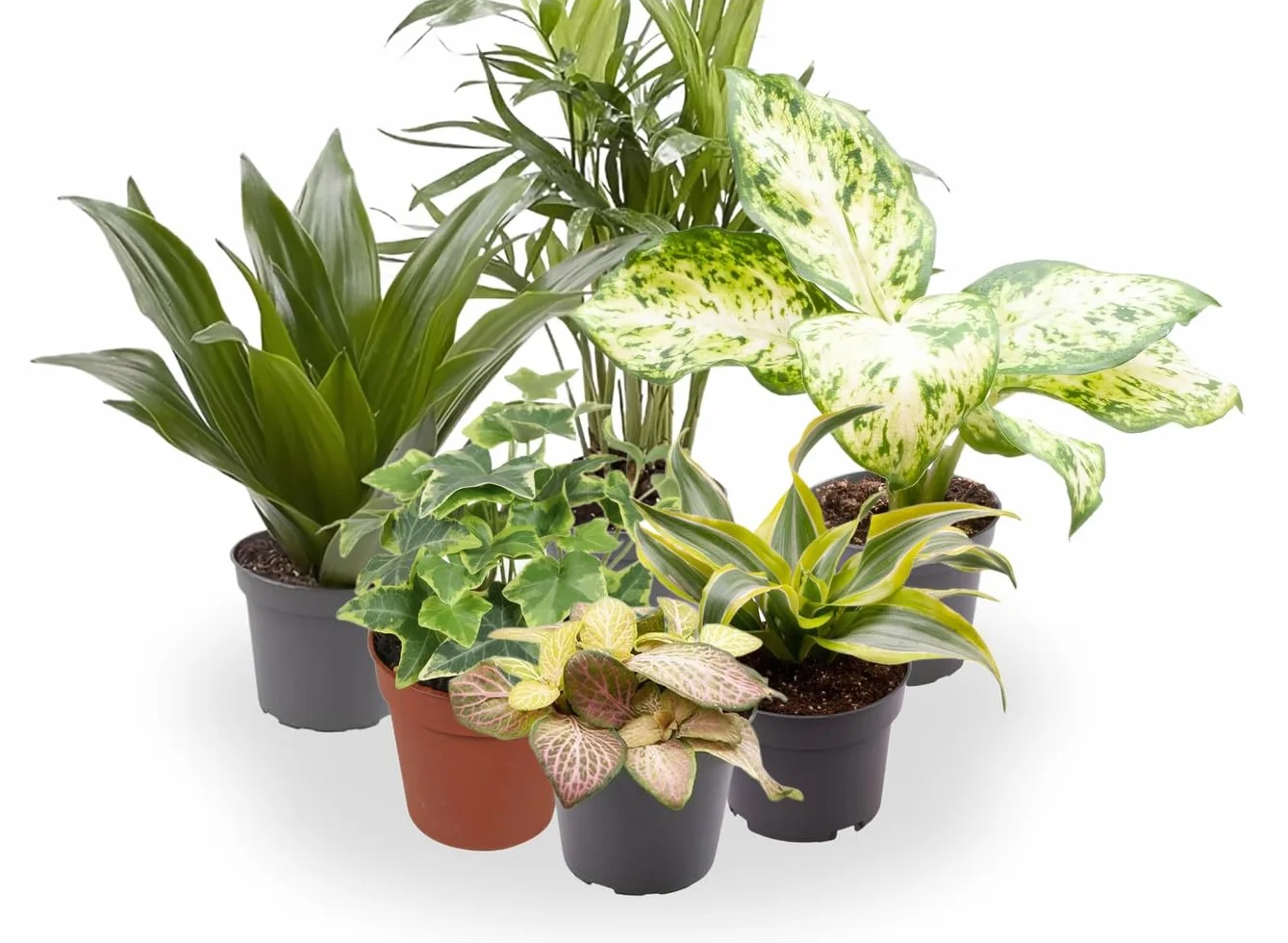 Garden Center shop | Pack ahorro 10 Plantas de Interior Variadas |Purificadoras de Aire | Decorativas y de Bajo Mantenimiento | Ideal para Hogar u Oficina | Plantas Naturales Vivas
