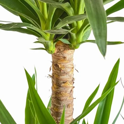 Tronco de Brasil Planta de Interior Natural