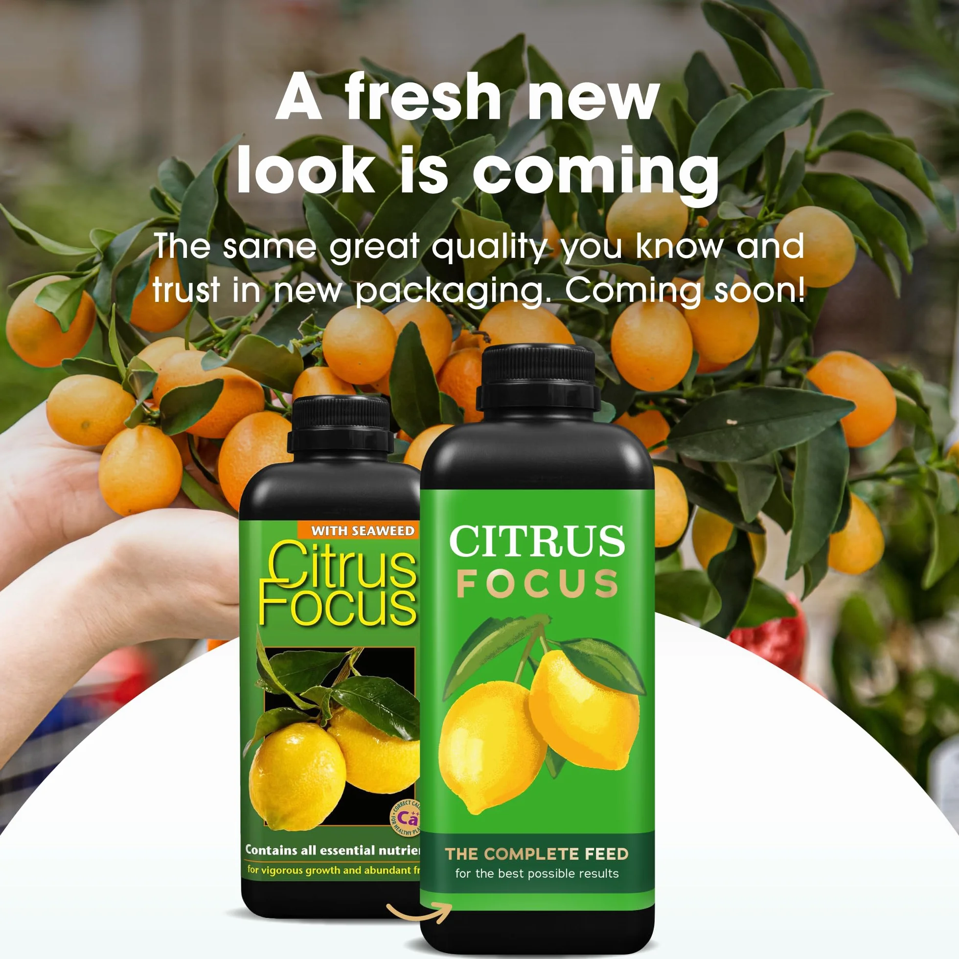 1 litre Citrus focus. The ultimate feed for all your citrus trees Oange, Lemon, Lime, Grapefruit by Growth Technology