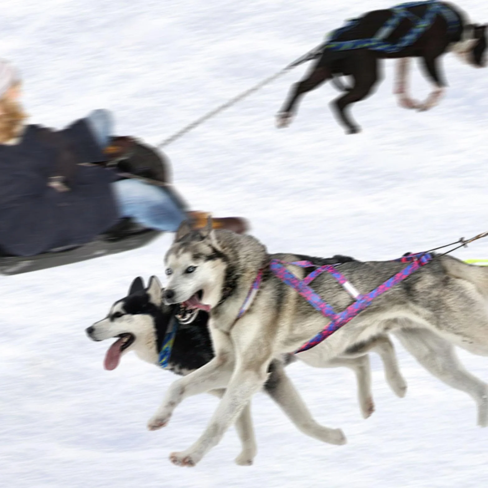 Arnés para Correr para Perros Bikejoring Skijoring L Azul