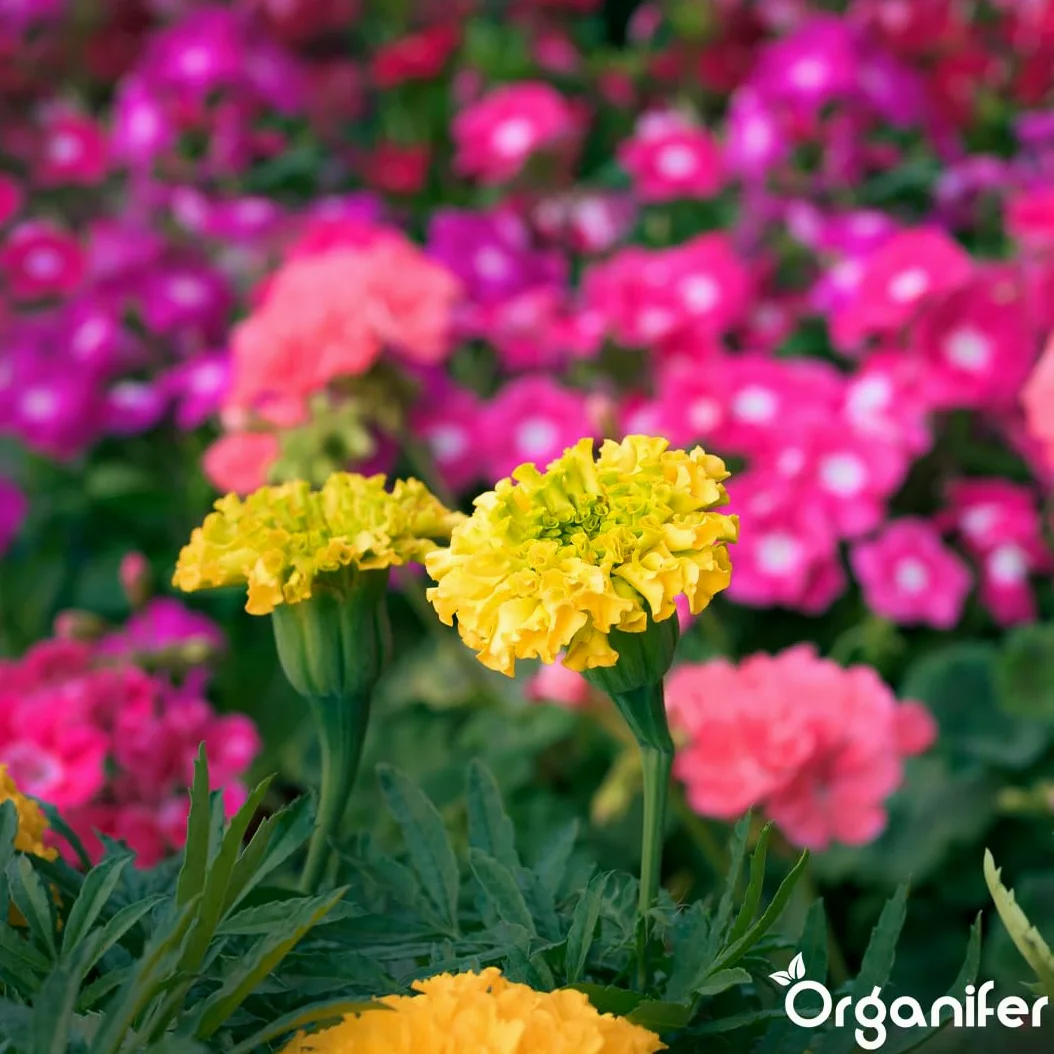 Fertilizante Líquido - 5x1L - Para Flores - NPK 3-4-3 | Plantas Fuertes Y Floración Abundante - Organifer