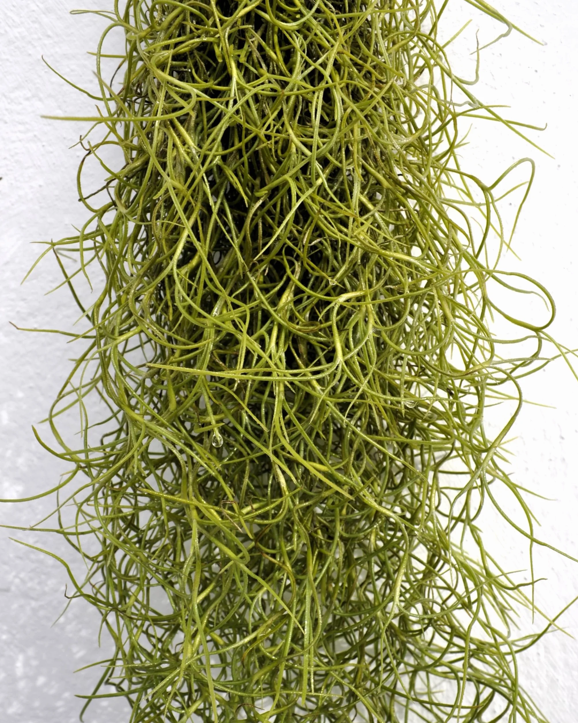 Tillandsia usneoides, Curiosarium, Barba de Viejo, Musgo Español, Planta del Aire, Planta Exótica, Verde Grisáceo, Interior/Exterior, Sin Sustrato, Colgante Decorativa, Longitud 50 cm, Diámetro 15 cm.