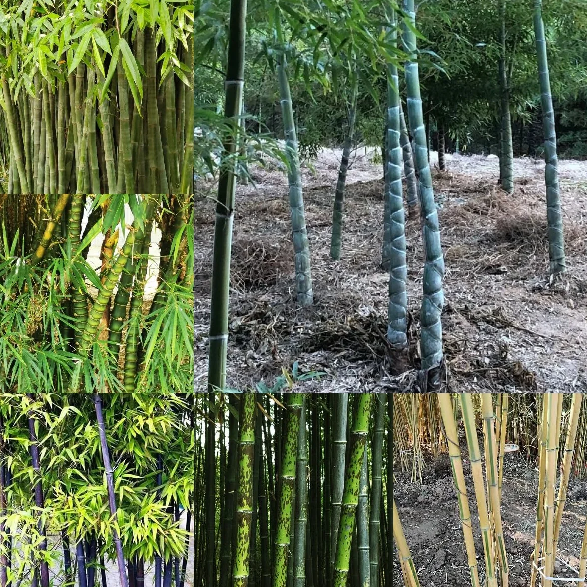 100 piezas Semillas de bambú resistentes Comprar árboles bonsais Semillas de bambú de rápido crecimiento. plantar semillas de jardín lo mejor de Cobertura del suelo perenne resistente