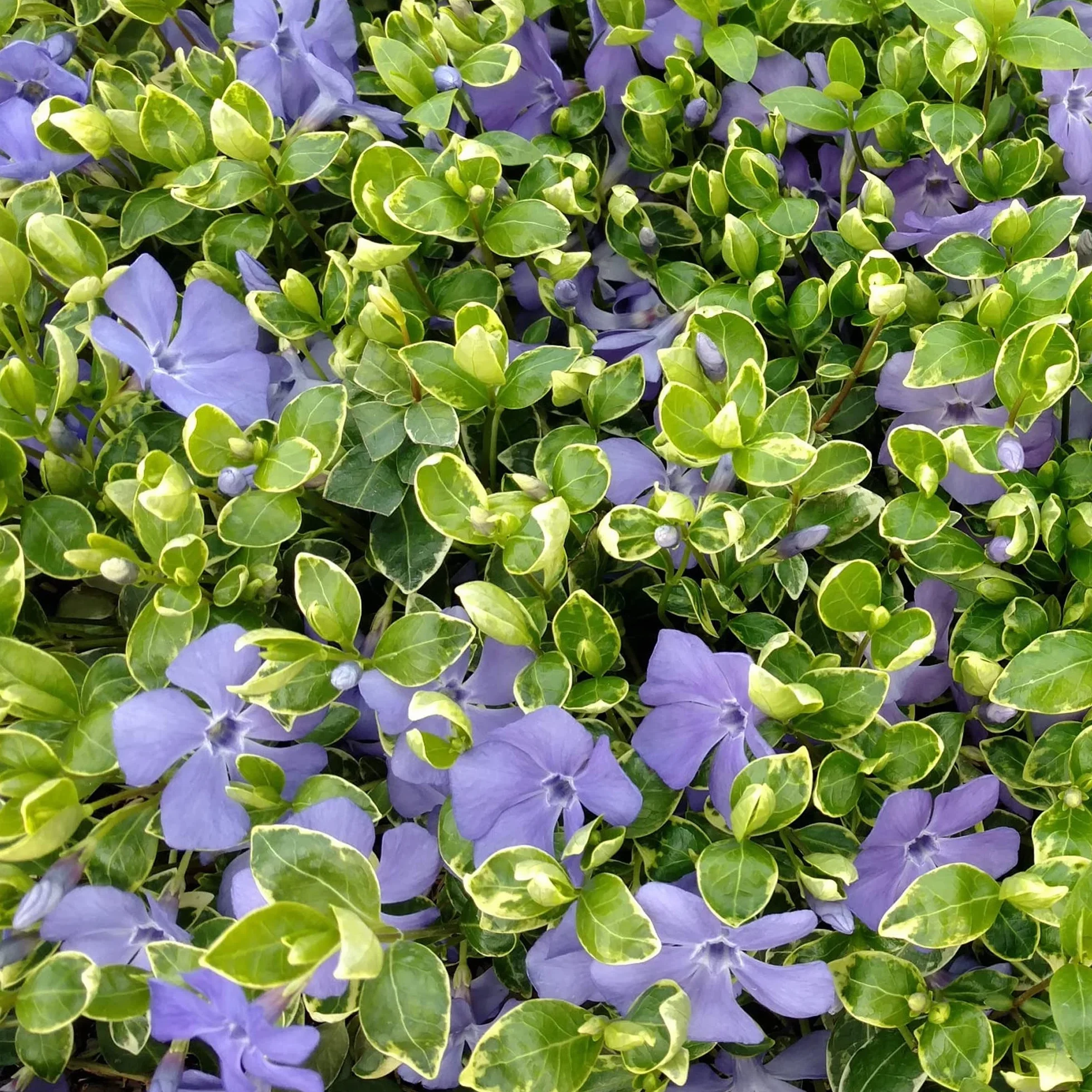 Vinca minor Ralph Shugert - Arbusto de Jardín con Flor Listo para Plantar - Planta Trepadora en Maceta – Ideal para Parterres, Borduras y más