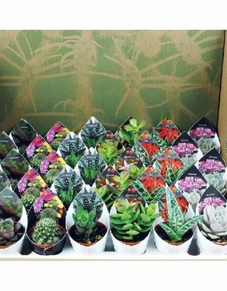 Lote 20 Cactus y Crasas naturales Ø5cm…
