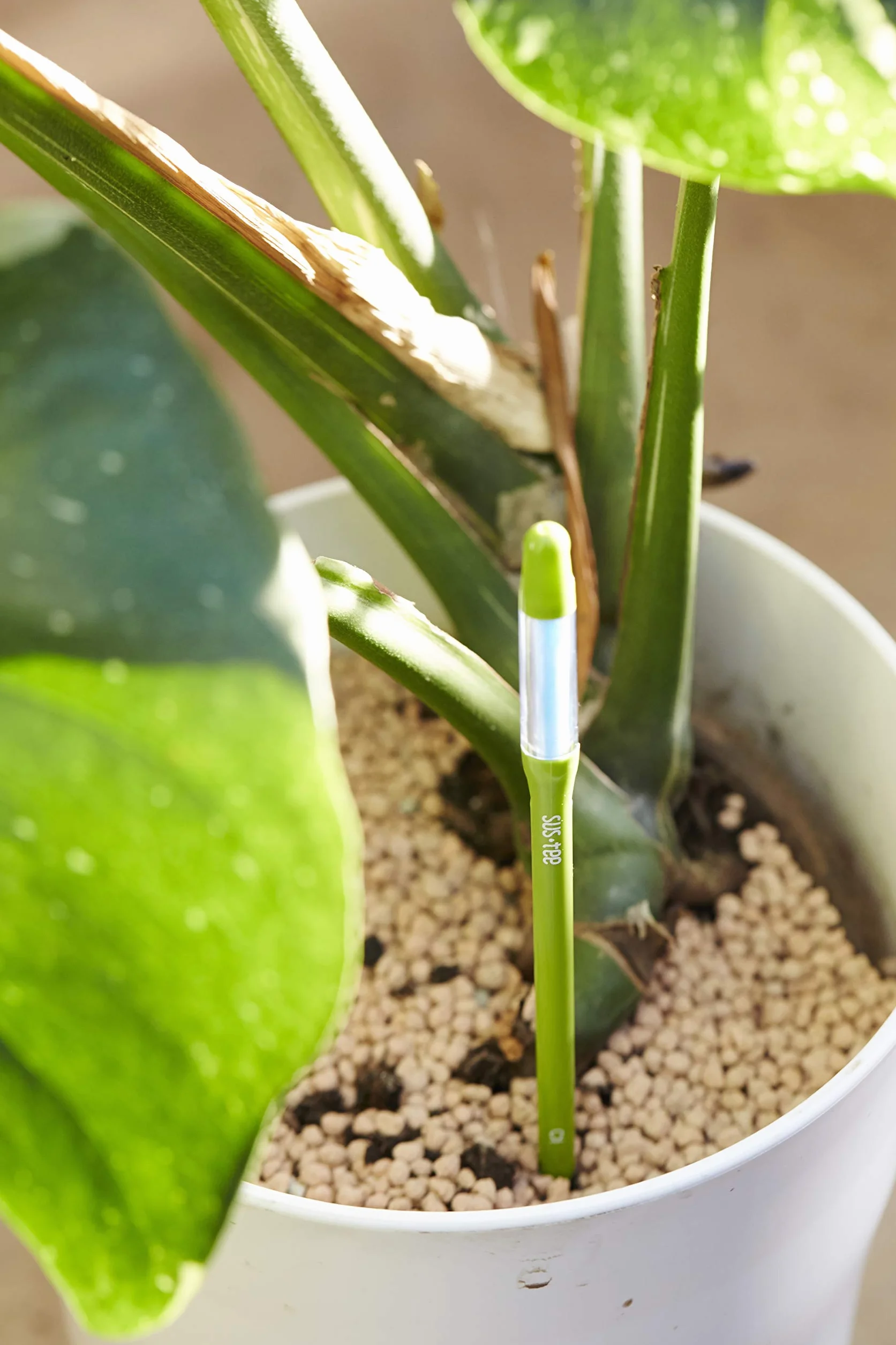Sustee Aquameter, juego de 5, sensor de humedad del suelo para plantas (verde, mediano)