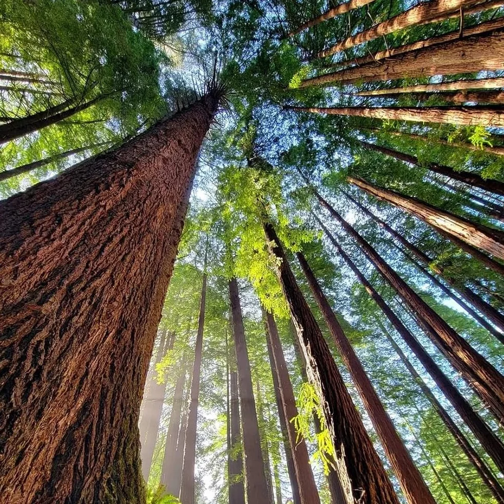 semillas de secuoya, perennes resistentes para jardines de pleno sol. Sequoia sempervirens, decorativas, exóticas, 150pcs