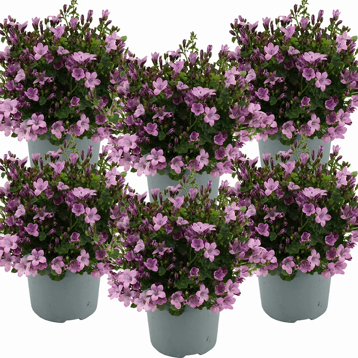 Bloomique - Set de 6 - Campanula ‘Ambella Pink’ - Campánula - Cubresuelos - Plantas de jardín - Resistente al frío - Apta para mascotas - Altura 10-20 cm - Maceta 10,5 cm
