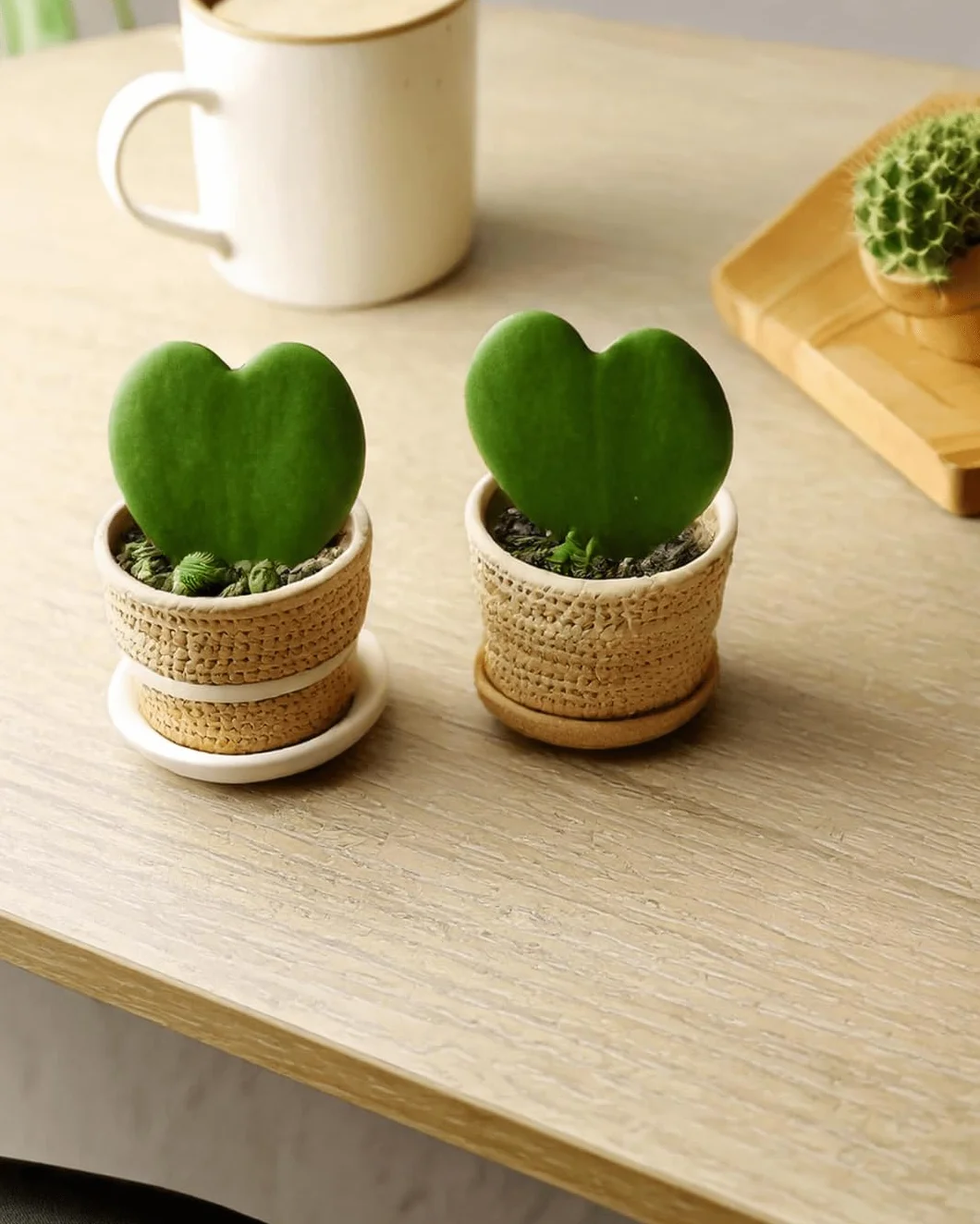 PUR PLANT Hoya Kerrii Mini | Planta Corazón Natural Pet Friendly | Planta de Interior Decorativa | Maceta de Ø6 cm