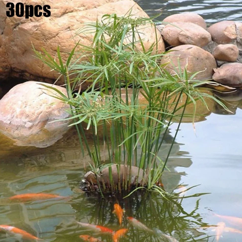 Haloppe 30 Unids Cyperus Alternifolius Flores Plantas Semillas para la Plantación de Jardín en el Hogar, Cyperus Alternifolius Semillas Planta de Agua Semi-acuática Estanque Jardín Decoración Se