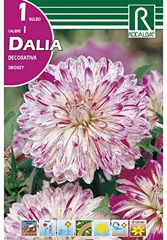 BULBO DALIA SMOKEY - 1 UD.…