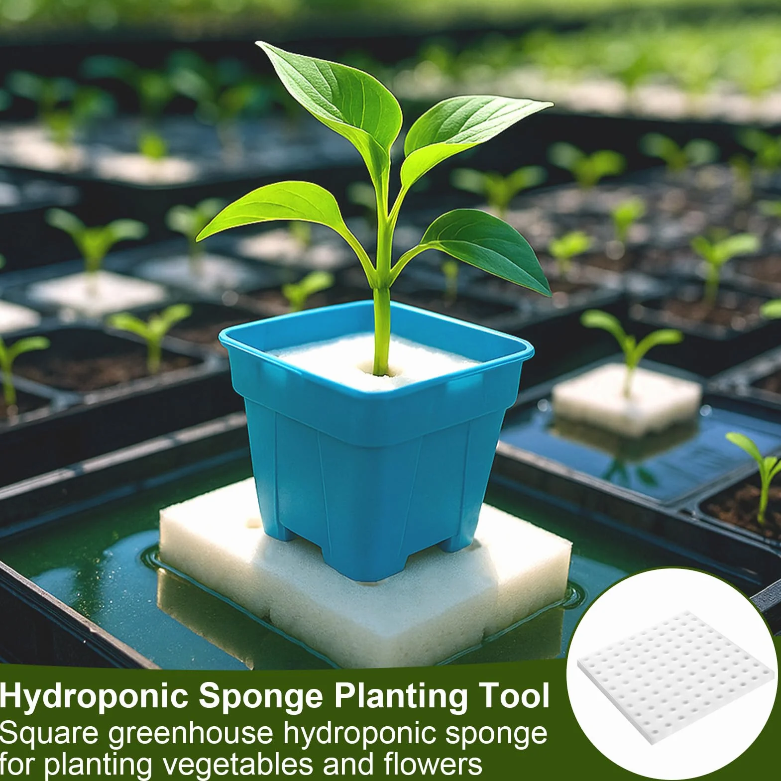 200 Piezas Esponja Hidropónica 25 * 25 * 25mm, Esponjas Plántulas Invernadero Plantar Herramientas de Jardinería Esponjas Cuadradas para Esquejes Agrícolas Siembra y Trasplante de Hortalizas(Blanco)