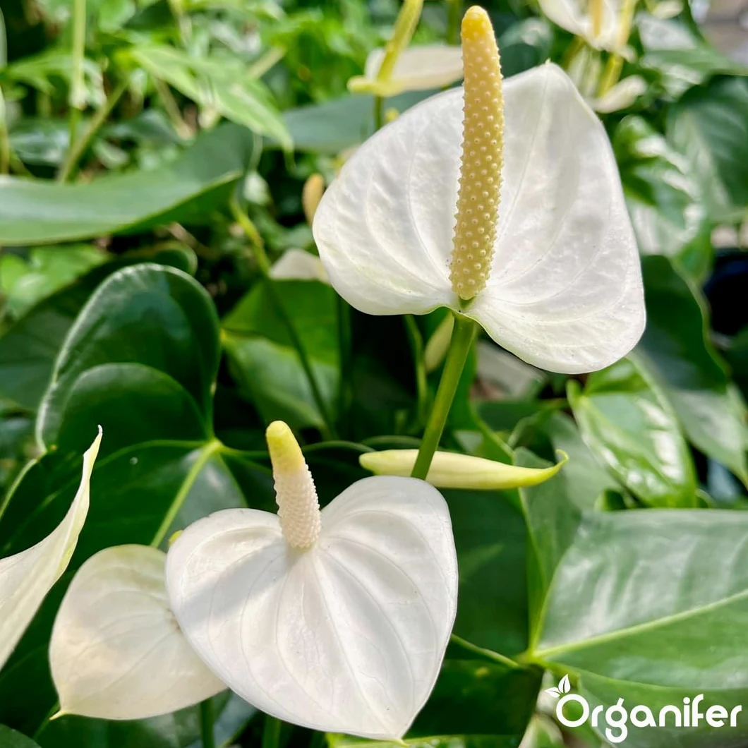 Fertilizante Líquido Para Anthurium - 5x1L - NPK 3-4-3 | Fertilizante Para Floración Abundante Y Raíces Fuertes - Favorece Tallos Y Vitalidad - Organifer