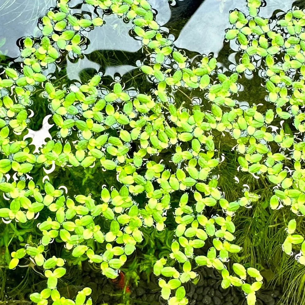 semillas de lenteja de agua, acuario de flotantes, Lemna minor, sostenible de acuario regalos 800pcs