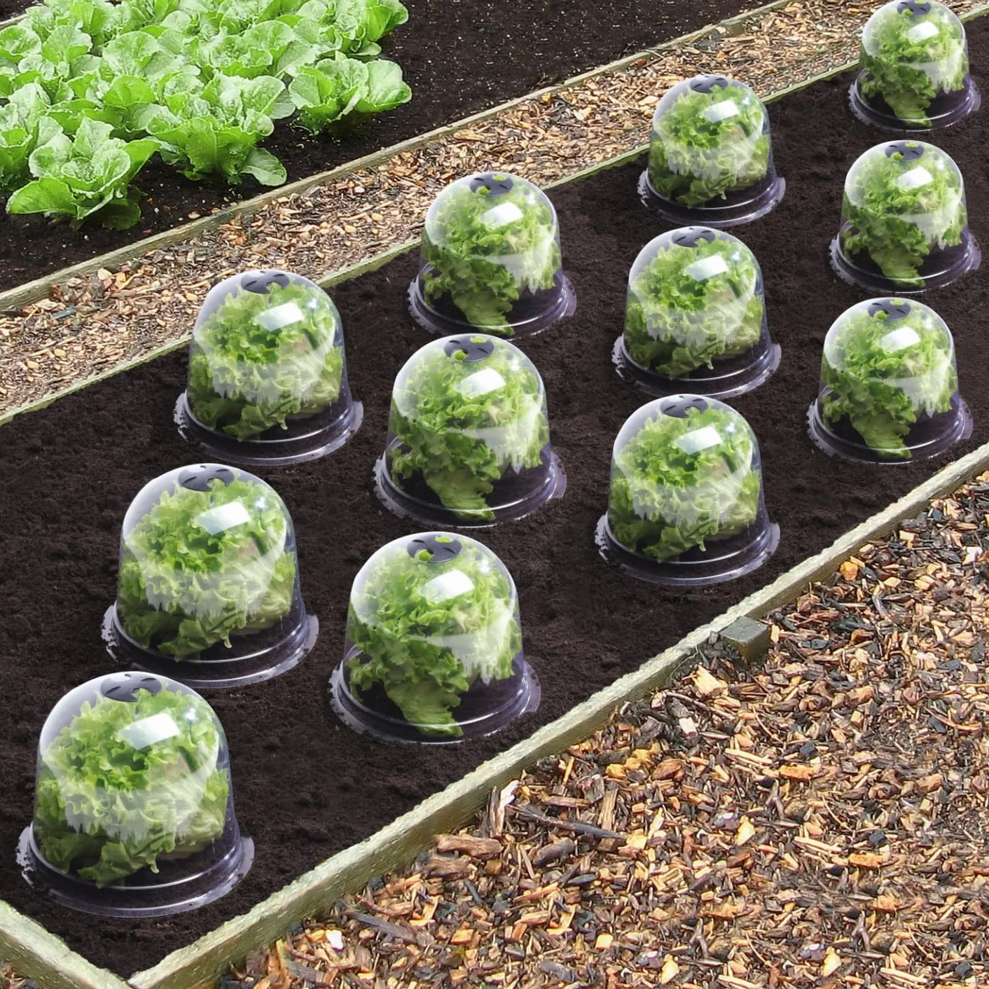 IDMarket - Campana para ensalada x12 invernadero para proteger las plántulas