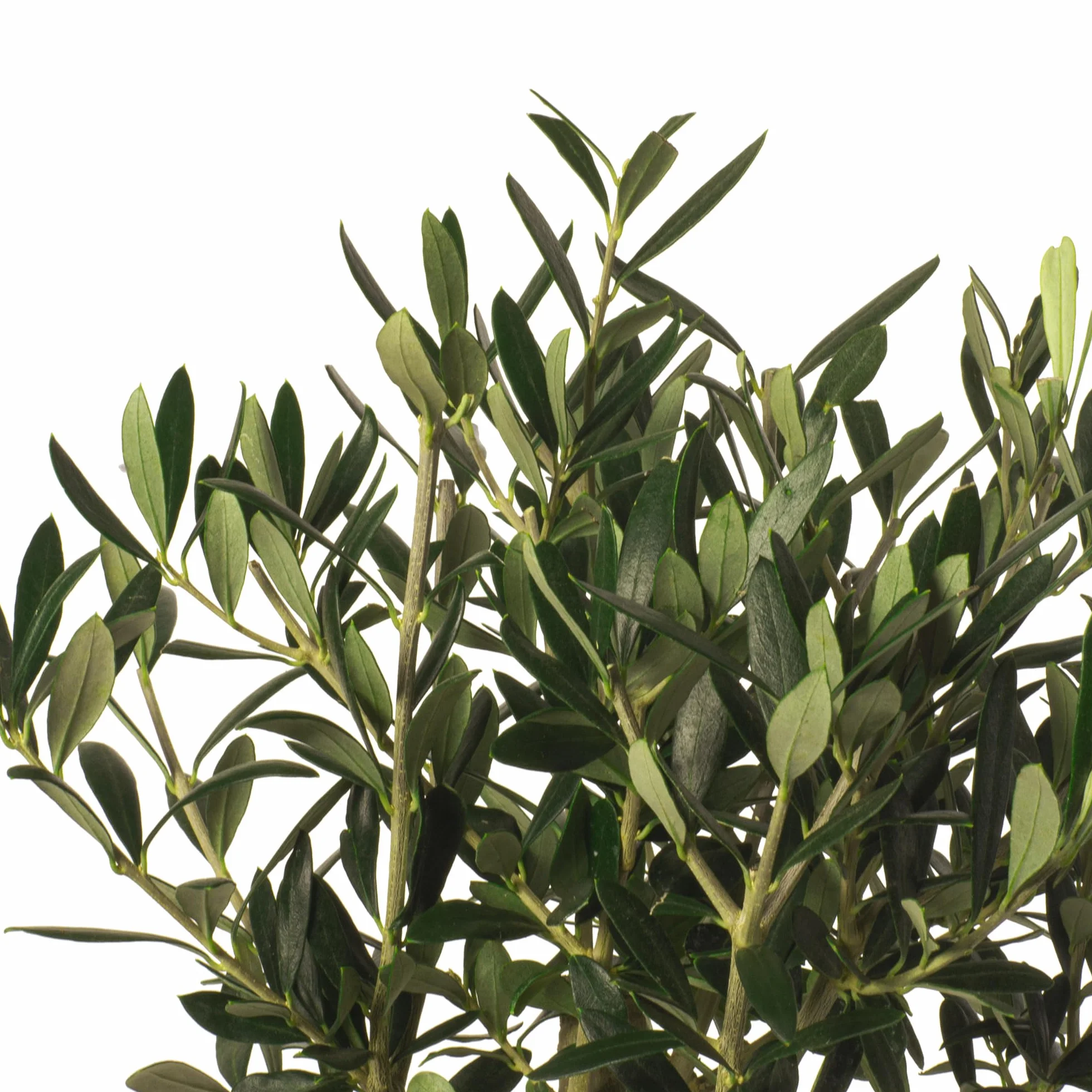 Olivo u Olea Europea | Planta natural ideal para exterior con altura 30-40 cm en maceta tipo tarrina 19ø | April Plants