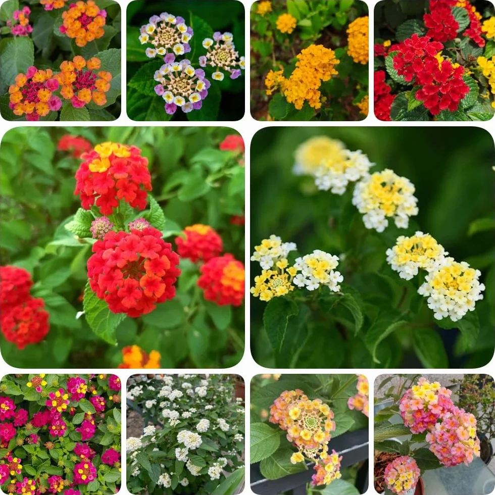 Semillas de lantana - semillas de silvestres resistentes para el jardín de balcón resistentes 550pcs