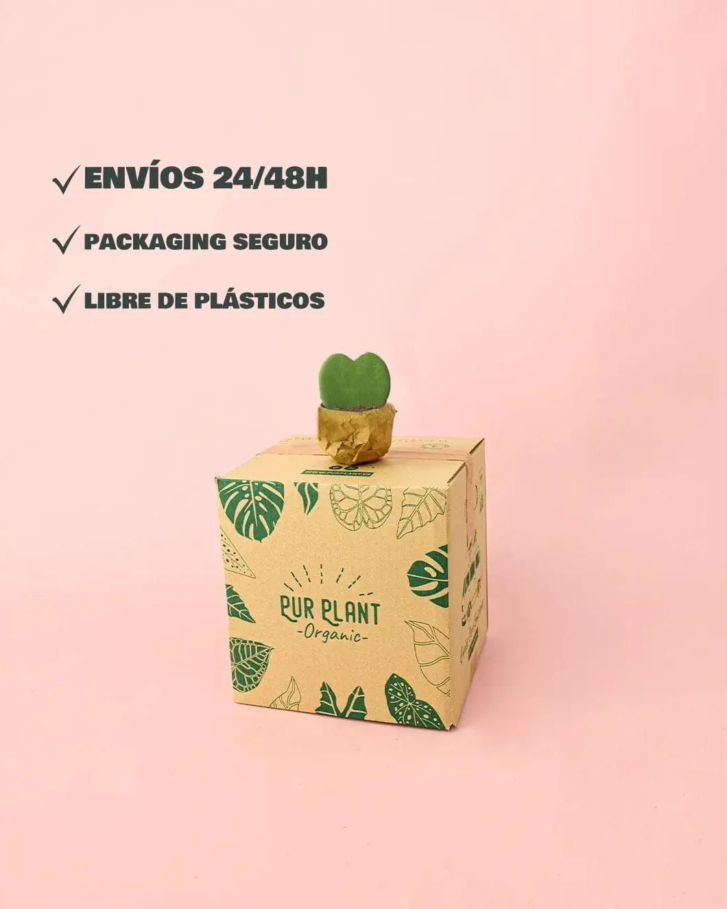 PUR PLANT Hoya Kerrii Mini | Planta Corazón Natural Pet Friendly | Planta de Interior Decorativa | Maceta de Ø6 cm