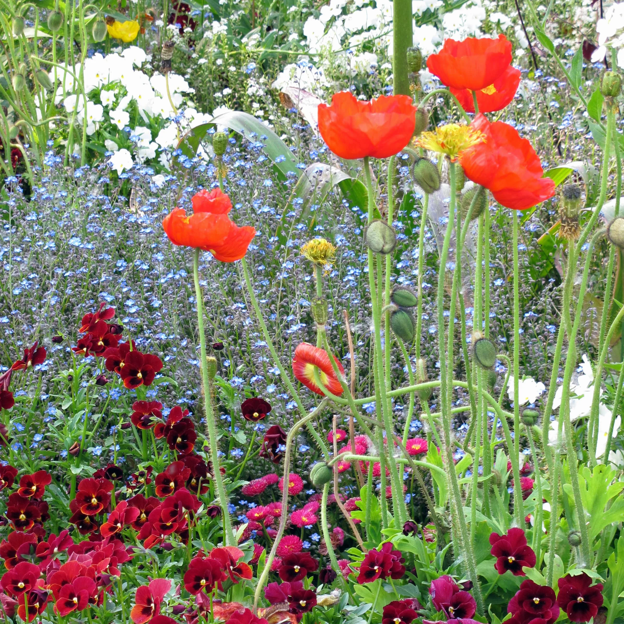 Amapola de Islandia (Papaver nudicaule) aprox. 1200 semillas del arbusto bienal a perenne para el jardín