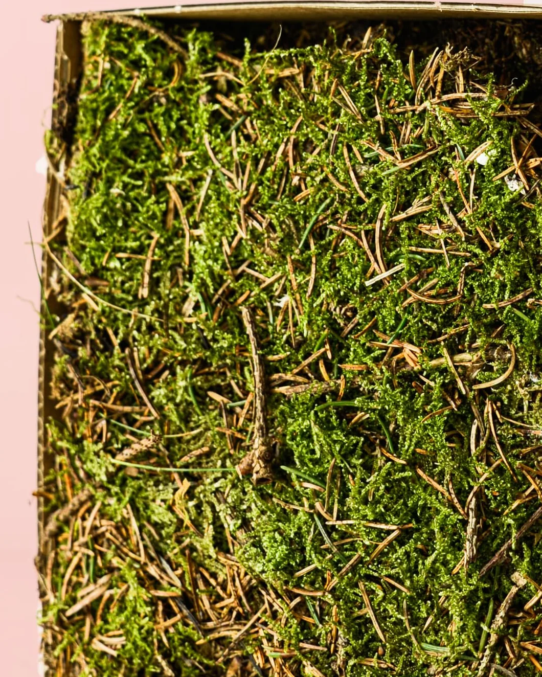 PUR PLANT Musgo Natural para Terrario Húmedo | 2 Piezas 14x19 cm Aprox. | Ideal para Kokedamas y Terrarios | Reutilizable