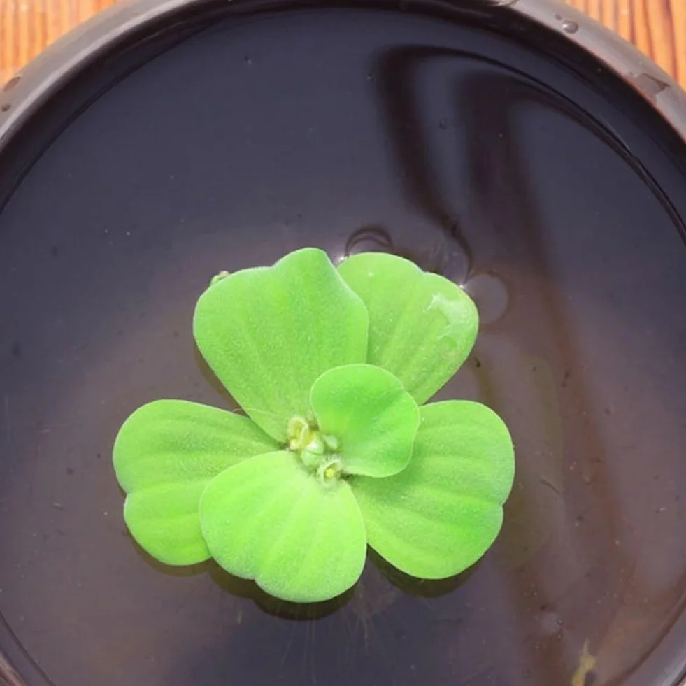100 piezas de semillas de plantas, jacinto de agua Pistia Hottonia Ludwigia Pond Decor Semillas de plantas acuáticas B