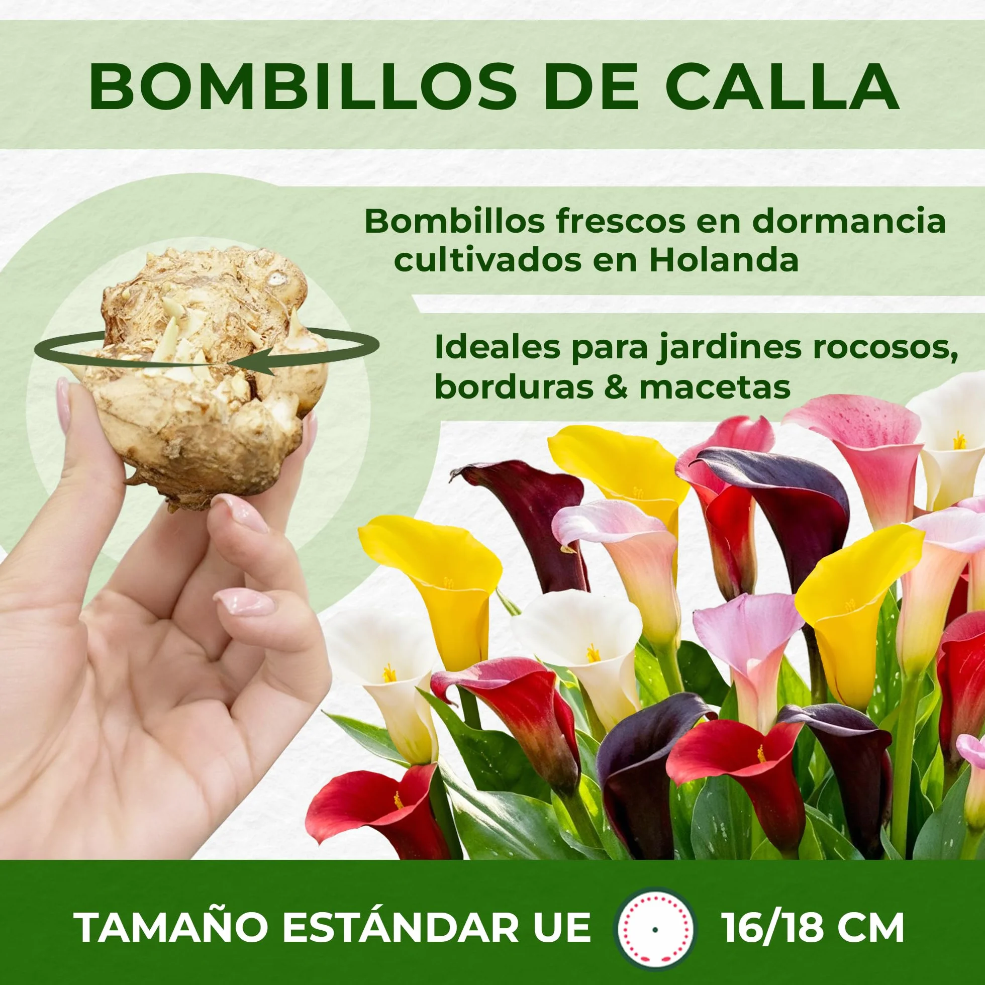Colección de bulbos de flores de lirio de cala morado, negro y rojo, bulbos de Zantedeschia, 5 piezas reales y grandes que tienen más de 5 flores, ideales para la maceta, de Holanda