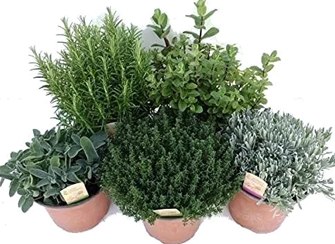 Plantas para Cocinar: Lavanda, Romero, Tomillo, Salvia y Menta