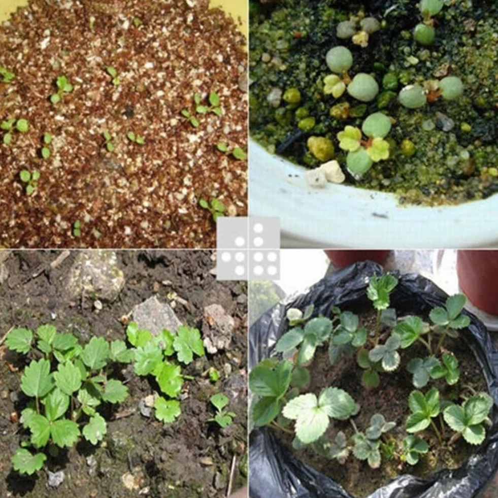 200 piezas Lithops Seeds Living Stones, planta suculenta Bonsai Garden Office Decor Semillas de Lithops