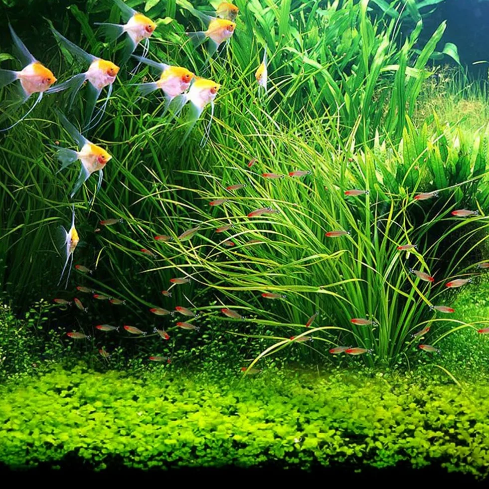 100 Unids Acuario Agua Hierba Semillas Pecera Hidrófila Planta Paisaje Decoración Flor Fruta Árbol Vegetal Semillas Grandes semillas peludas 100pcs