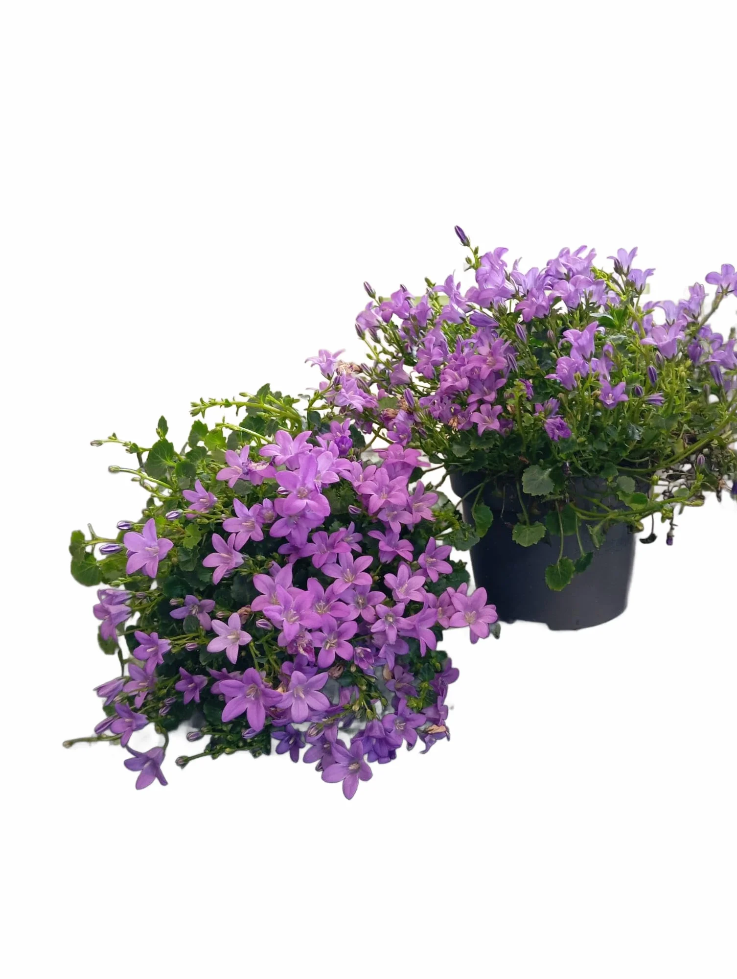 Campanula de Jardín – Planta Natural para Crear Espacios Llenos de Vida