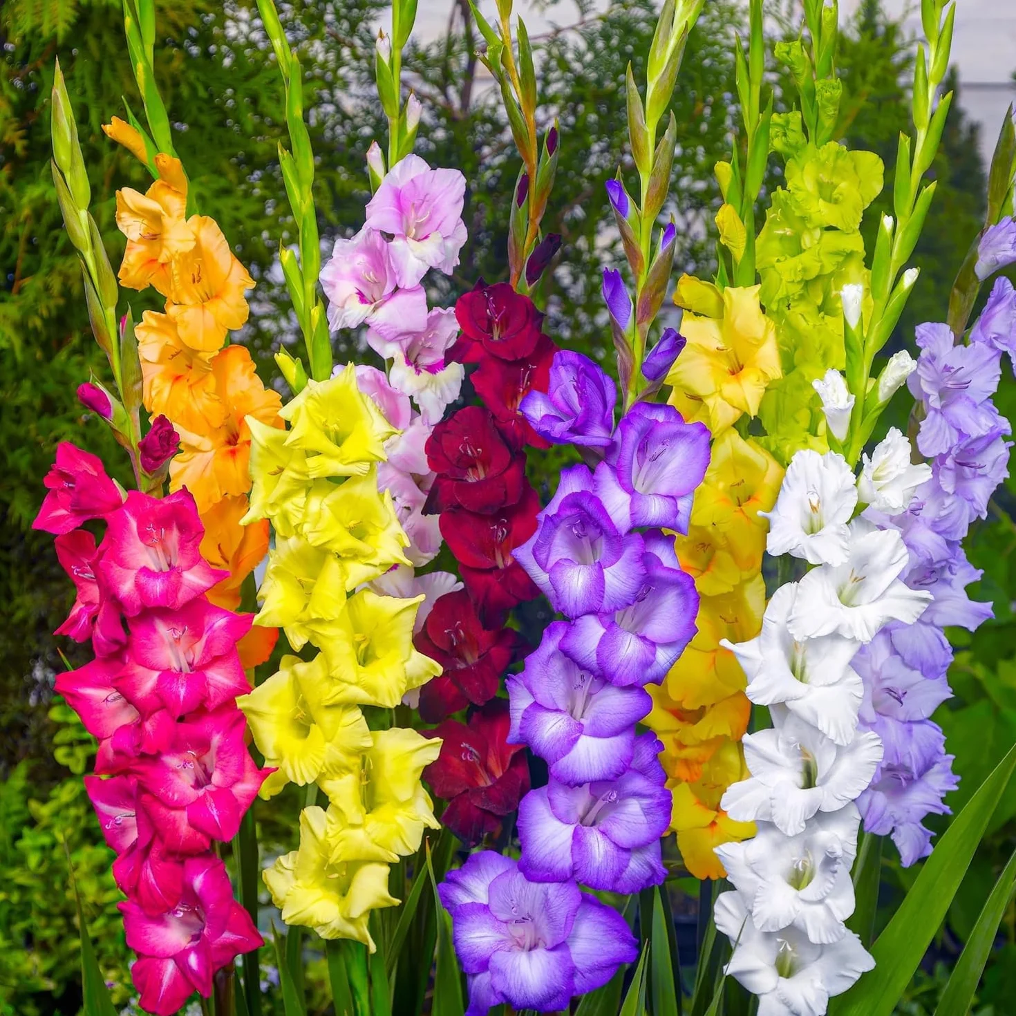 Gladiolos Bulbos Budget Mix - 50 Bulbos de Flores Exterior - Plantas Naturales Exterior de Holanda - No Resistente - Decoracion Jardin, Macetas y Balcón - Sin Semillas, No Artificiales