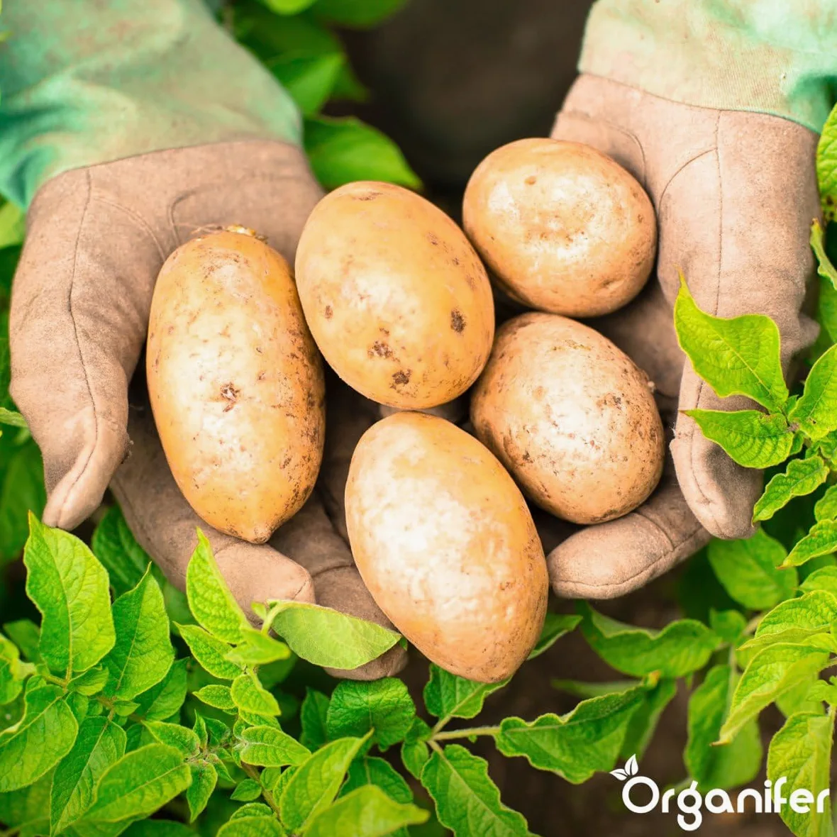 Virutas De Cuerno 1-6 Mm - 20 Kg Para 200 M² - Fertilizante Orgánico Nitrogenado Para Hortalizas, Frutas, Césped Y Plantas Ornamentales - Fertilización A Largo Plazo, Mejora Del Suelo - Organifer