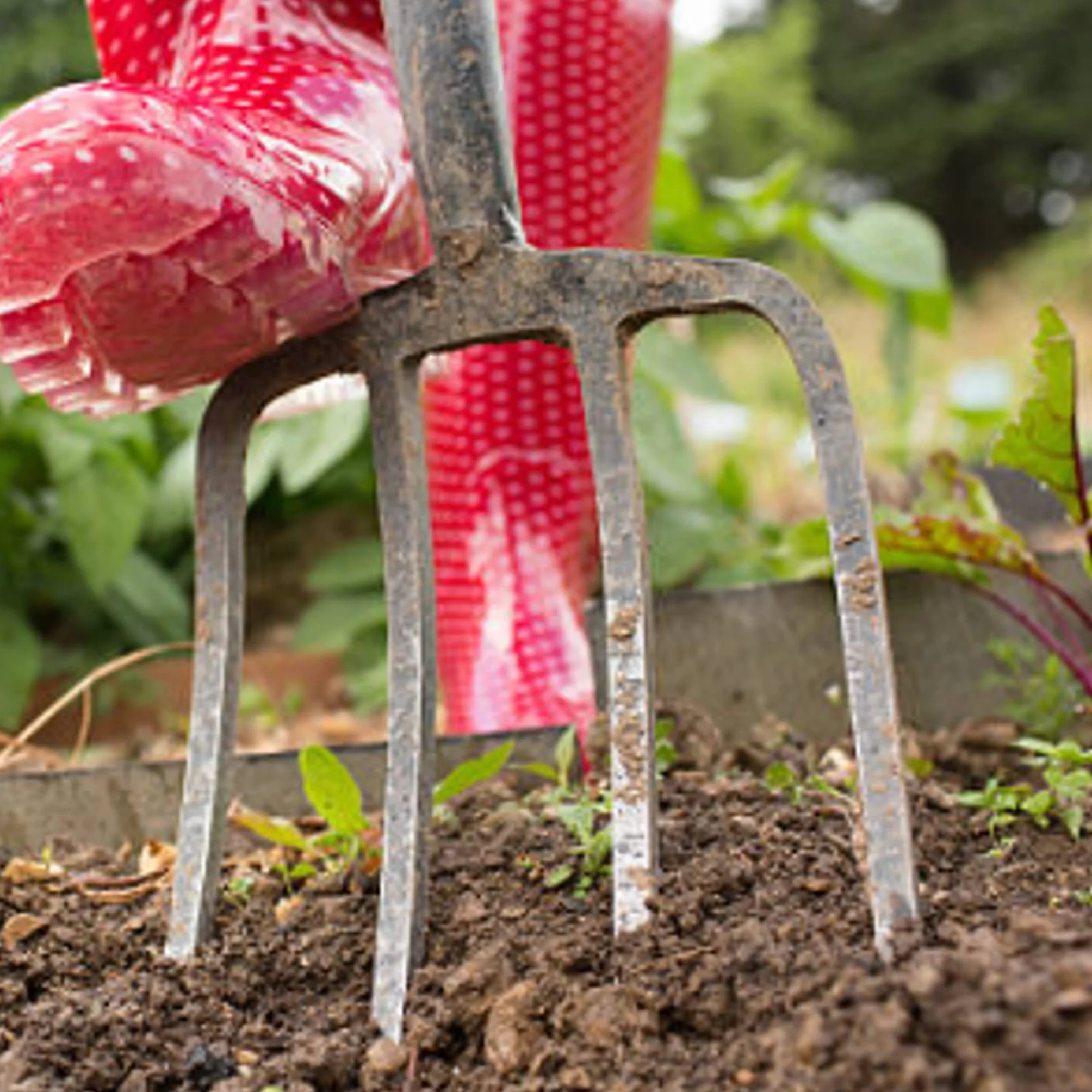 Bricoloco Horca jardin para huerto y agricultura metálica y pvc, 4 púas martilleadas. Para cavar, arar, remover paja, estiércol, maleza