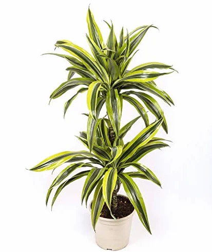 Dracaena Lemon Lime - 2 troncos - Altura total aprox. 80cm. - Planta viva - (envíos sólo a península)