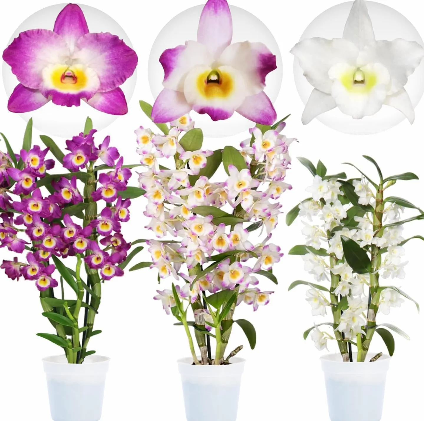 Bambus Dendrobium Nobile Orquídeas 3 Plantas Reales 30-40 cm Holanda Interiores Florecientes Fragantes