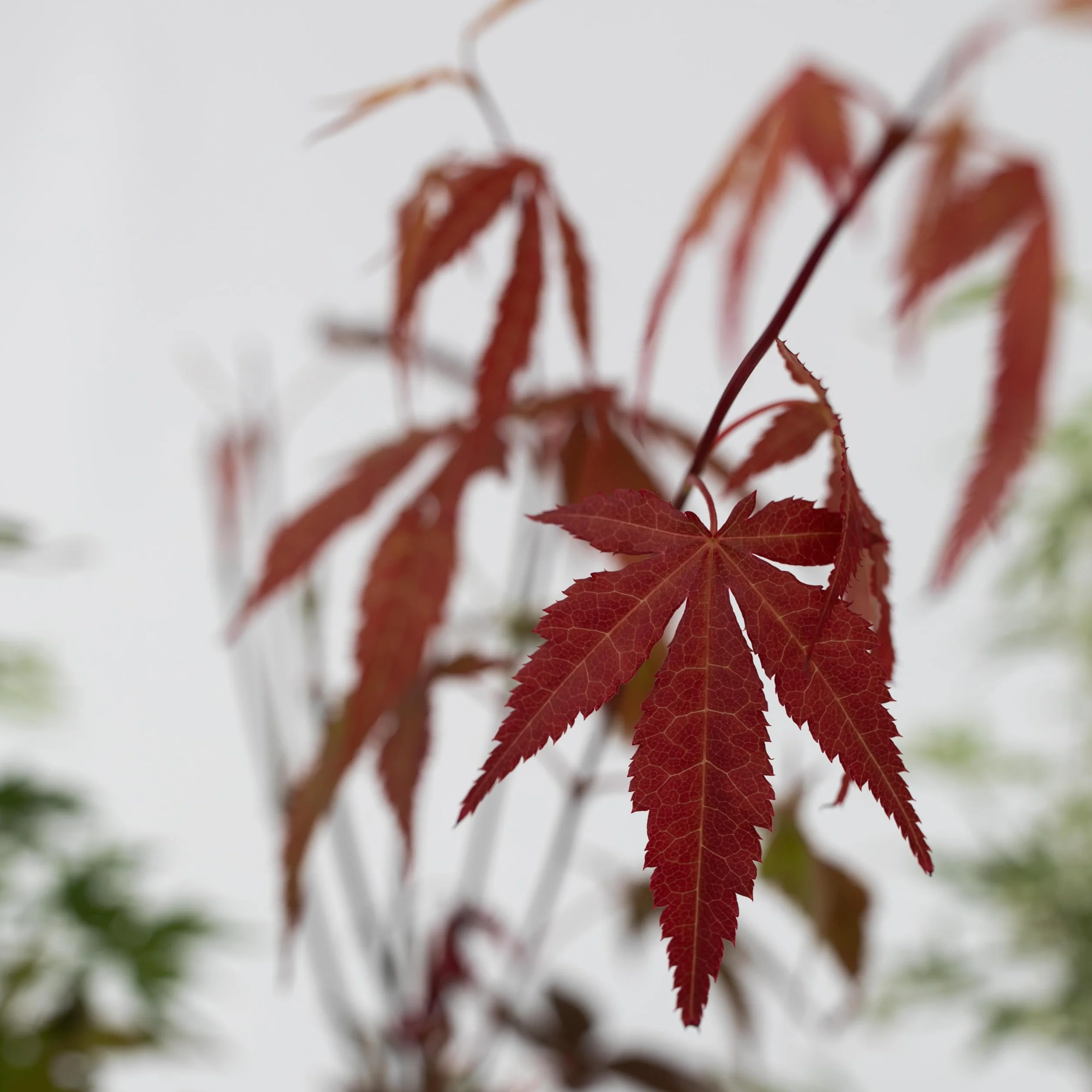 Plant in a Box - Arces japoneses resistentes al invierno - Set de 4 - Acer palmatum 'Atropurpureum', 'Going Green', 'Orange Dream', 'Butterfly' - Maceta 10,5cm - Altura 25-40cm