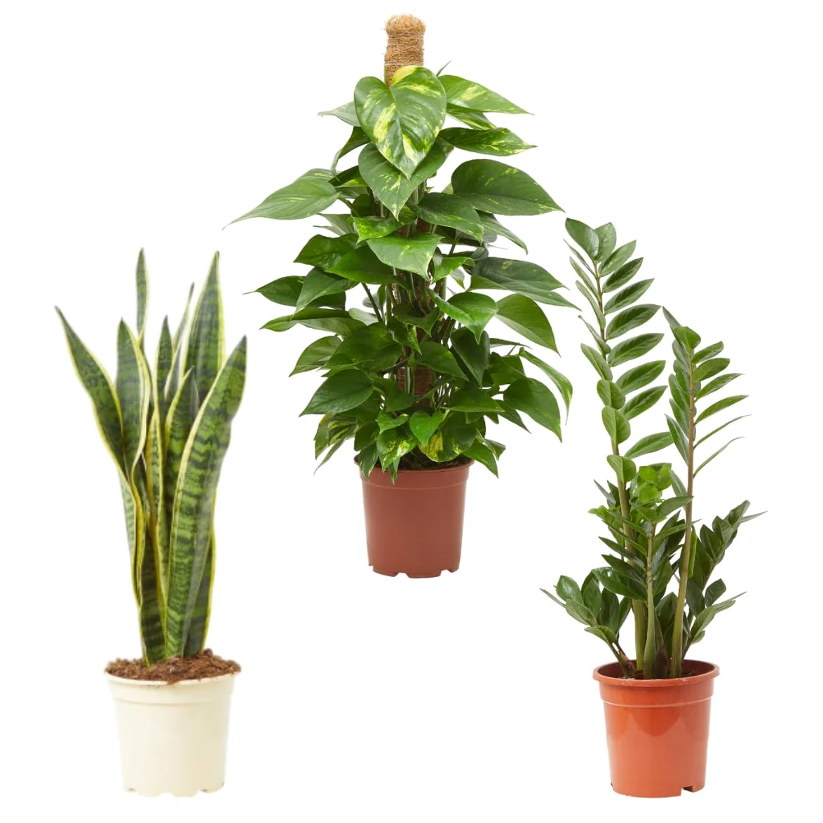 Verdecora Pack Plantas Purificadoras de Interior Sansevieria Zamioculca Potho Set 3L Hogar Oficina