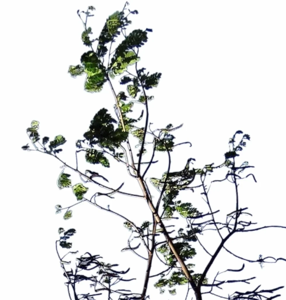 Planta natural Albizia Julibrissim Rosea, 120 cm. Acacia de Constantinopla o árbol de la seda. inflorescencias de color rosa intenso con largos estambres sedosos. Segura Garden