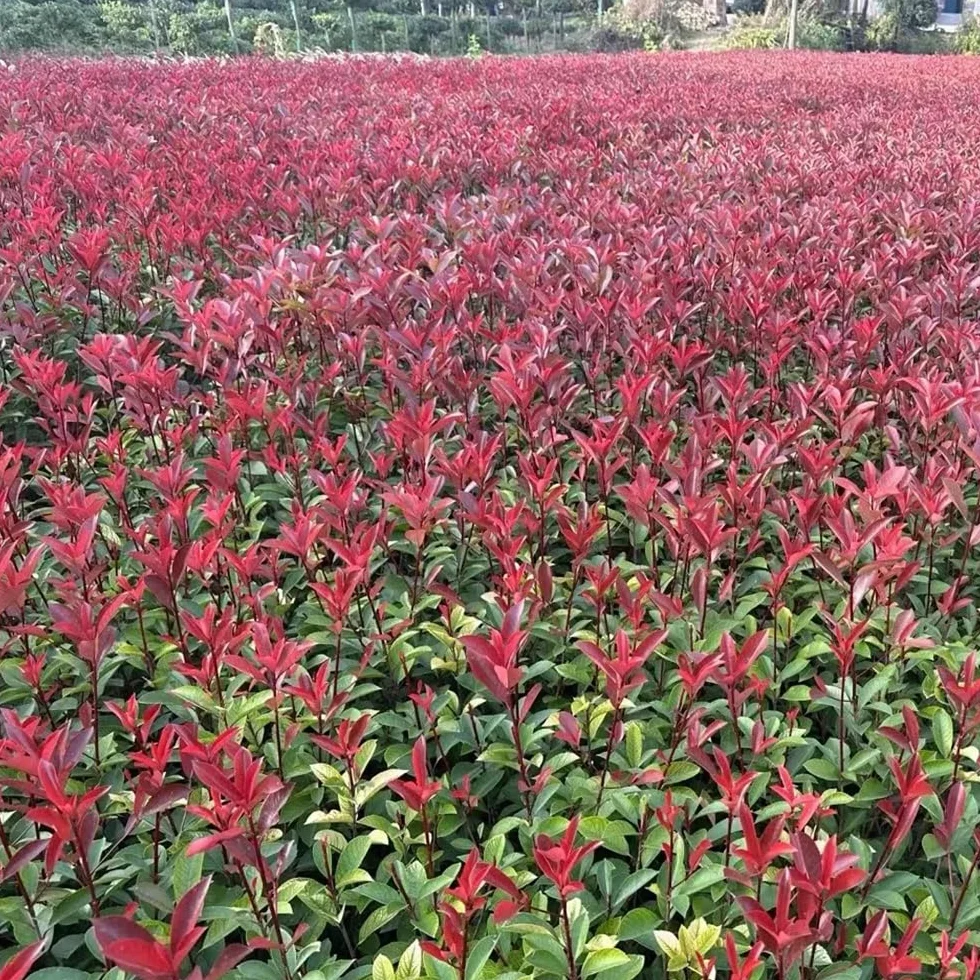 Semillas de photinia Red Robin, orgánicas, resistentes para balcón. jardín de interior, variedades tradicionales, 300pcs