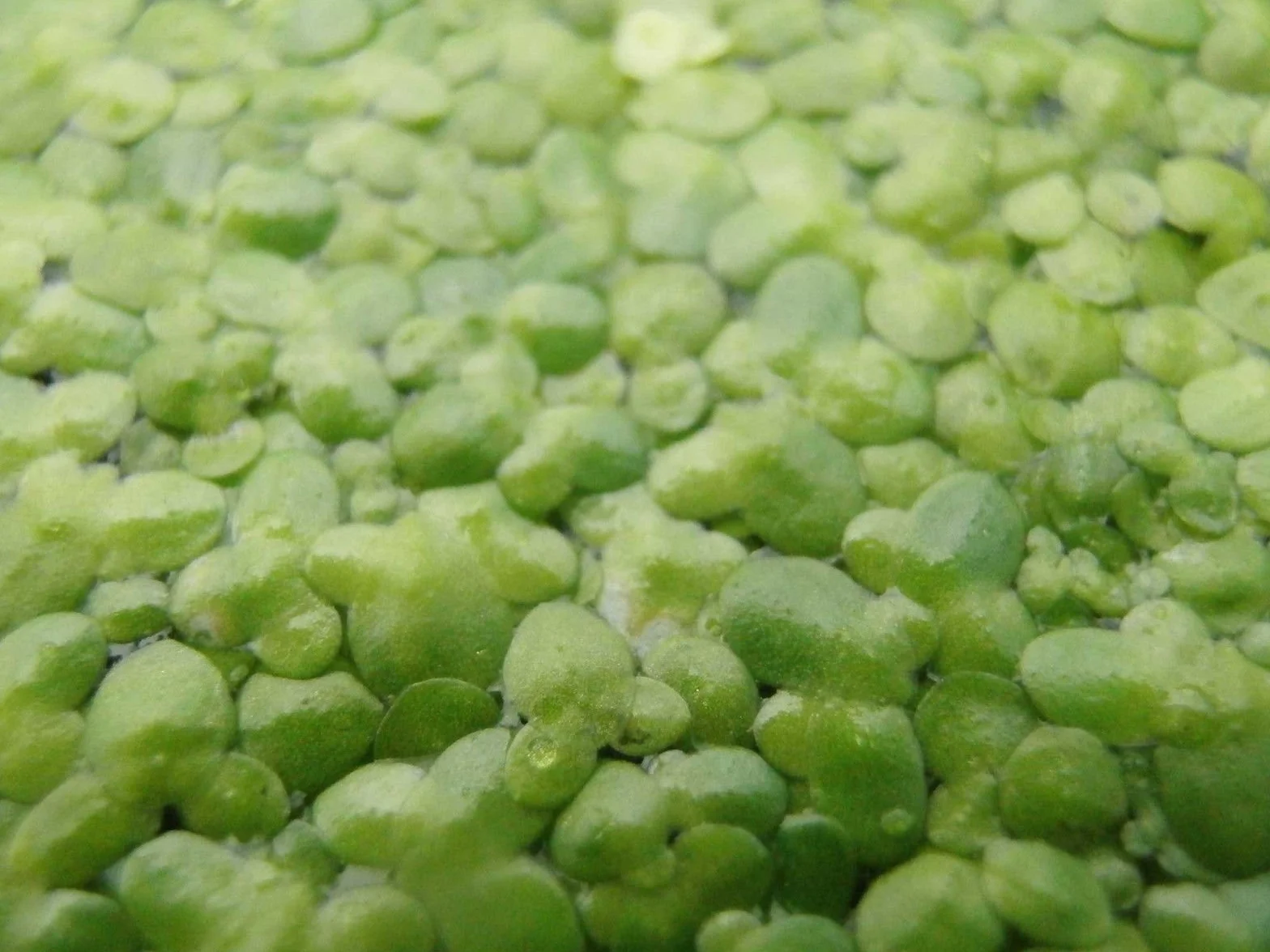 1 porción de lentejas de agua, aproximadamente 1000 unidades de Lemna minor